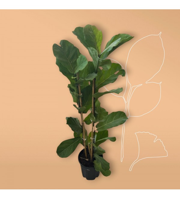 Keman Yapraklı Ficus Kauçuk